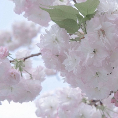 Furry数字绘画入门指南福瑞交流群